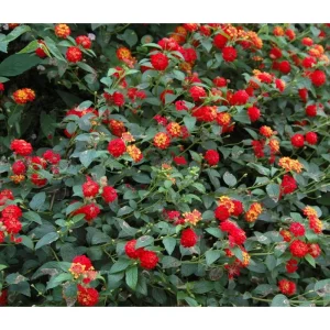 Lantana Salsa Live Starter Plants - 2 Pack, Red & Yellow Flowers, 4-6 Inch Tall - Image 6