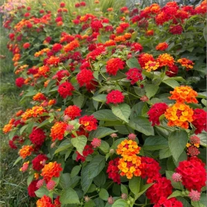Lantana Salsa Live Starter Plants - 2 Pack, Red & Yellow Flowers, 4-6 Inch Tall - Image 7