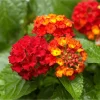 Lantana Salsa Live Starter Plants - 2 Pack, Red & Yellow Flowers, 4-6 Inch Tall - Image 1