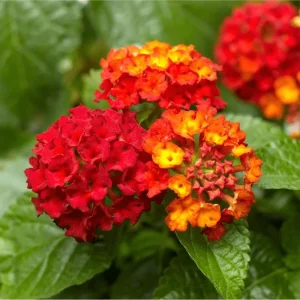 Lantana Salsa Live Starter Plants - 2 Pack, Red & Yellow Flowers, 4-6 Inch Tall - Image 1