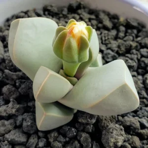 Lapidaria Margaretae Seeds - Rare Living Stone Succulent Cactus, 30 Seeds, Indoor/Outdoor - Image 3