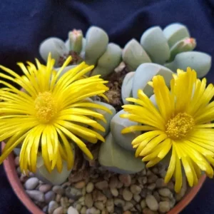 Lapidaria Margaretae Seeds - Rare Living Stone Succulent Cactus, 30 Seeds, Indoor/Outdoor - Image 4