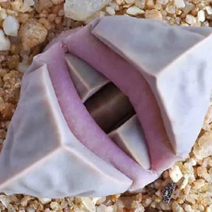 Lapidaria Margaretae Seeds - Rare Living Stone Succulent Cactus, 30 Seeds, Indoor/Outdoor - Image 1