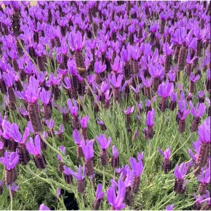 Lavender Live Starter Plants - 2 Pack, Lavandula Perennial, 4-6 Inch Tall, Outdoor - Image 2