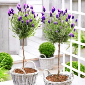 Lavender Live Starter Plants - 2 Pack, Lavandula Perennial, 4-6 Inch Tall, Outdoor - Image 4