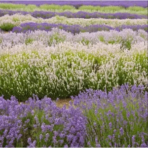 Lavender Live Starter Plants - 2 Pack, Lavandula Perennial, 4-6 Inch Tall, Outdoor - Image 7