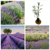 Lavender Live Starter Plants - 2 Pack, Lavandula Perennial, 4-6 Inch Tall, Outdoor - Image 1