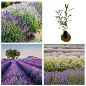 Lavender Live Starter Plants - 2 Pack, Lavandula Perennial, 4-6 Inch Tall, Outdoor - Image 1