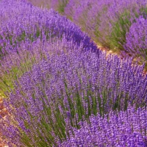 Lavender Provence Live Plant – 5-inch Tall, 3.5-inch Pot – Fragrant Herb - Image 3