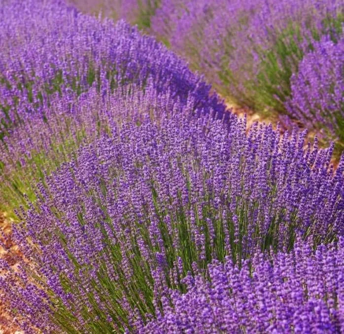 Lavender Provence Live Plant – 5-inch Tall, 3.5-inch Pot – Fragrant Herb - Image 3