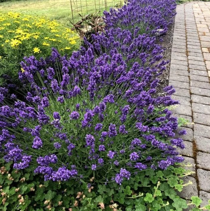 Lavender Provence Live Plant – 5-inch Tall, 3.5-inch Pot – Fragrant Herb - Image 4