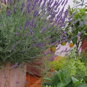 Lavender Provence Live Plant – 5-inch Tall, 3.5-inch Pot – Fragrant Herb - Image 5