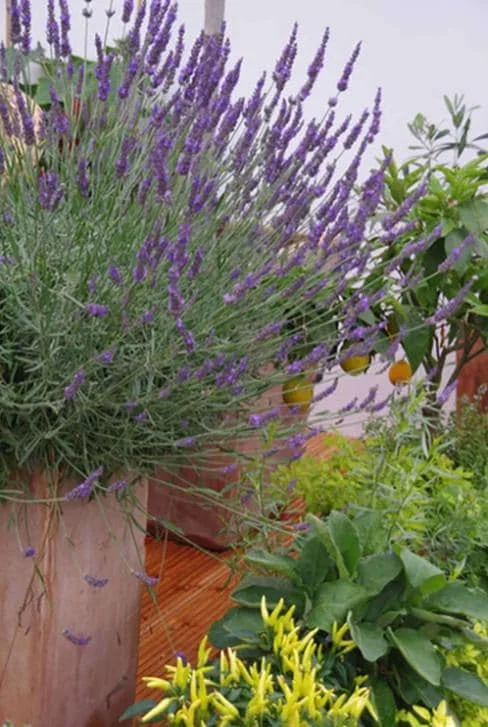 Lavender Provence Live Plant – 5-inch Tall, 3.5-inch Pot – Fragrant Herb - Image 5