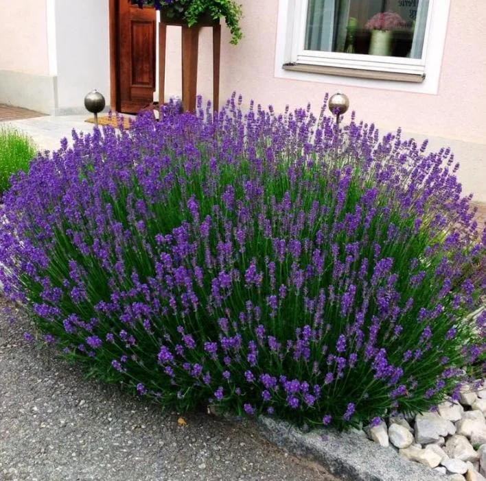 Lavender Provence Live Plant – 5-inch Tall, 3.5-inch Pot – Fragrant Herb - Image 6