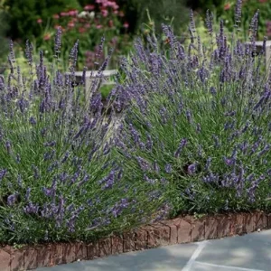Lavender Provence Live Plant – 5-inch Tall, 3.5-inch Pot – Fragrant Herb - Image 7