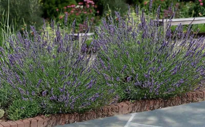 Lavender Provence Live Plant – 5-inch Tall, 3.5-inch Pot – Fragrant Herb - Image 7