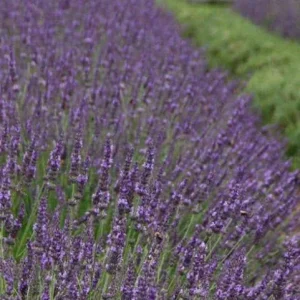 Lavender Provence Live Plant – 5-inch Tall, 3.5-inch Pot – Fragrant Herb - Image 8
