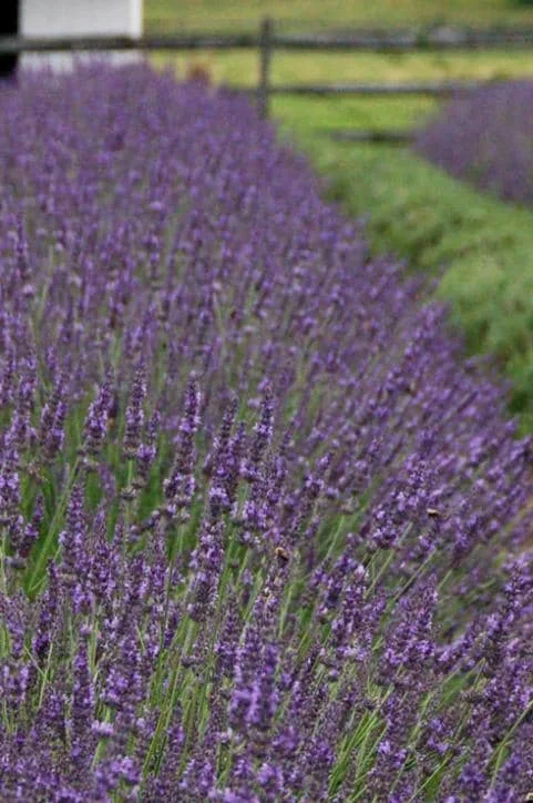 Lavender Provence Live Plant – 5-inch Tall, 3.5-inch Pot – Fragrant Herb - Image 8