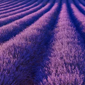 Lavender Provence Live Plant – 5-inch Tall – 4-inch Pot – Fragrant Outdoor Herb - Image 2