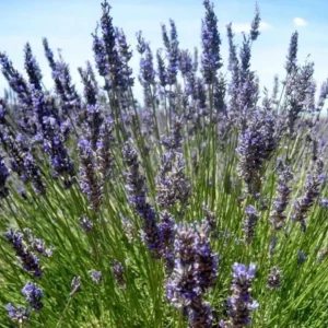 Lavender Provence Live Plant – 5-inch Tall – 4-inch Pot – Fragrant Outdoor Herb - Image 3