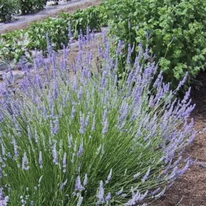 Lavender Provence Live Plant – 5-inch Tall – 4-inch Pot – Fragrant Outdoor Herb - Image 4