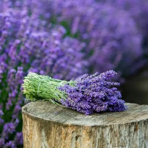 Lavender Provence Live Plant – 5-inch Tall – 4-inch Pot – Fragrant Outdoor Herb - Image 5