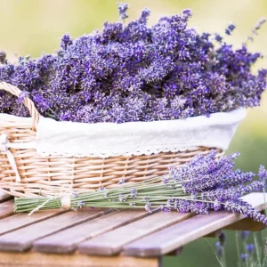 Lavender Provence Live Plant – 5-inch Tall – 4-inch Pot – Fragrant Outdoor Herb - Image 6