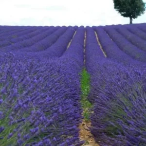 Lavender Provence Live Plant – 5-inch Tall – 4-inch Pot – Fragrant Outdoor Herb - Image 7