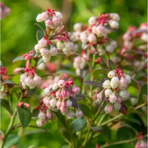 Legacy Blueberry Live Plant – Northern Highbush Bush – 4-8 Inch Tall Starter – Outdoor - Image 3