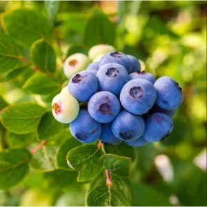 Legacy Blueberry Live Plant – Northern Highbush Bush – 4-8 Inch Tall Starter – Outdoor - Image 5
