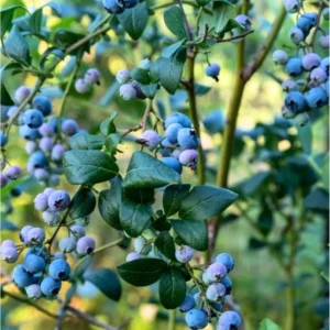 Legacy Blueberry Live Plant – Northern Highbush Bush – 4-8 Inch Tall Starter – Outdoor - Image 7