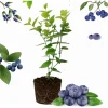 Legacy Blueberry Live Plant – Northern Highbush Bush – 4-8 Inch Tall Starter – Outdoor - Image 1