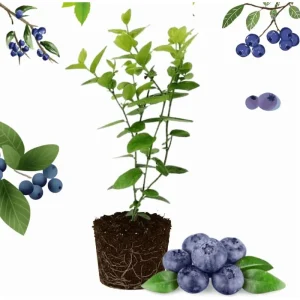 Legacy Blueberry Live Plant – Northern Highbush Bush – 4-8 Inch Tall Starter – Outdoor - Image 1