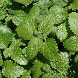 Lemon Balm Live Plant – 3.5-inch Pot, Fragrant Culinary Herb for Gardens - Image 2