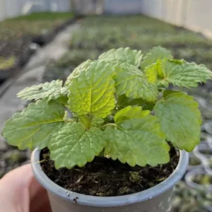 Lemon Balm Live Plant – 3.5-inch Pot, Fragrant Culinary Herb for Gardens - Image 3