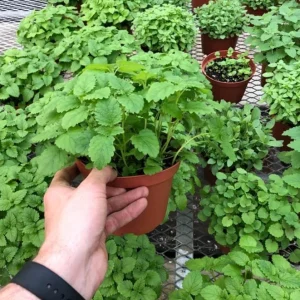Lemon Balm Live Plant – 3.5-inch Pot, Fragrant Culinary Herb for Gardens - Image 4