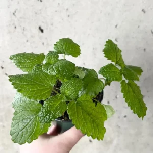 Lemon Balm Live Plant – 3.5-inch Pot, Fragrant Culinary Herb for Gardens - Image 5