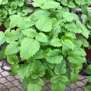 Lemon Balm Live Plant – 3.5-inch Pot, Fragrant Culinary Herb for Gardens - Image 1