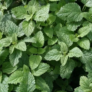 Lemon Balm Live Plant – 4-inch Pot – Fragrant Culinary Herb for Gardens - Image 2