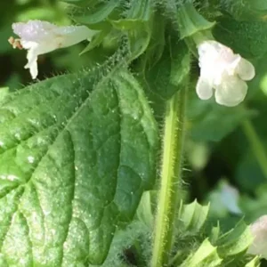 Lemon Balm Live Plant – 4-inch Pot – Fragrant Culinary Herb for Gardens - Image 3