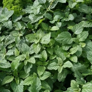 Lemon Balm Live Plant – 4-inch Pot – Fragrant Culinary Herb for Gardens - Image 4