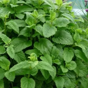 Lemon Balm Live Plant – 4-inch Pot – Fragrant Culinary Herb for Gardens - Image 5