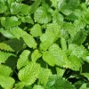 Lemon Balm Live Plant – 4-inch Pot – Fragrant Culinary Herb for Gardens - Image 1