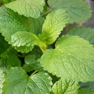 Lemon Balm Live Plant - 4.5-inch Pot - Fragrant Culinary Herb for Gardens - Image 2