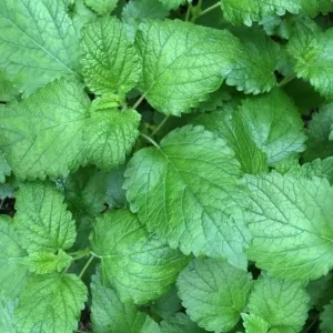 Lemon Balm Live Plant - 4.5-inch Pot - Fragrant Culinary Herb for Gardens - Image 3