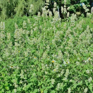 Lemon Balm Live Plant - 4.5-inch Pot - Fragrant Culinary Herb for Gardens - Image 4