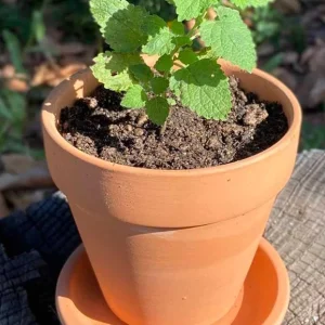 Lemon Balm Live Plant - 4.5-inch Pot - Fragrant Culinary Herb for Gardens - Image 6