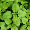 Lemon Balm Live Plant - 4.5-inch Pot - Fragrant Culinary Herb for Gardens - Image 1