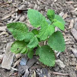 Lemon Balm Live Plant - 4.5-inch Pot - Fragrant Culinary Herb for Gardens - Image 7