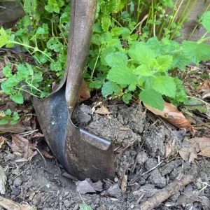 Lemon Balm Live Plant - 4.5-inch Pot - Fragrant Culinary Herb for Gardens - Image 8